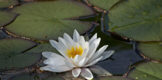 W jaki sposób utylizuje się odpady medyczne?